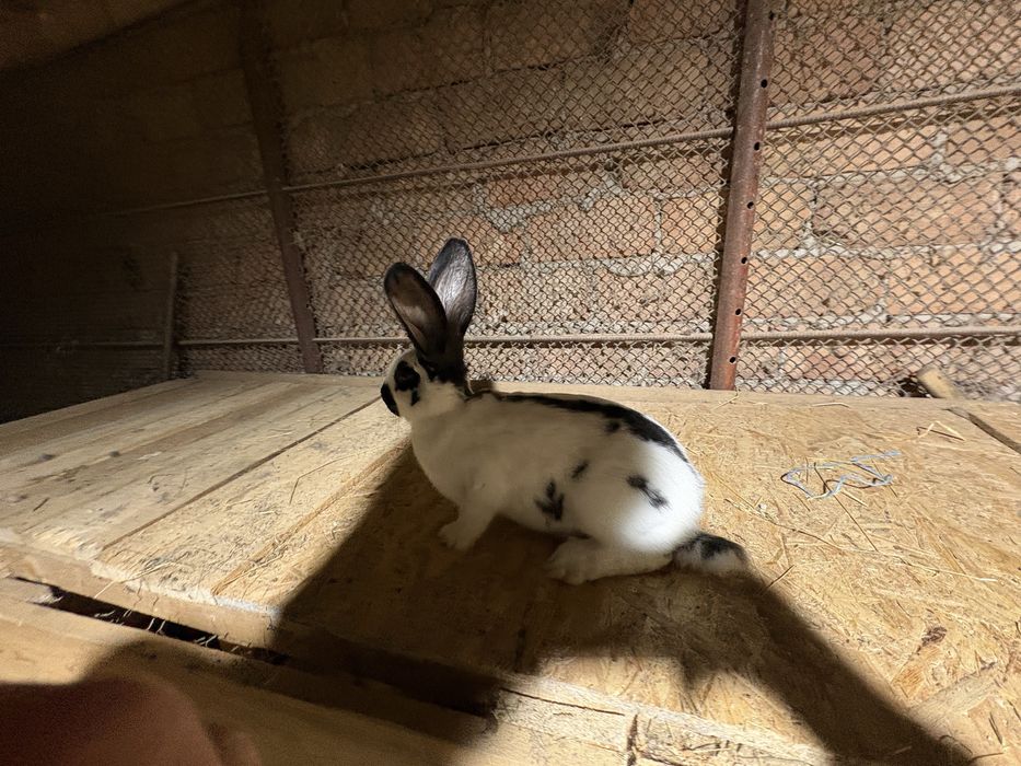 De vanzare fluture german pui si maturi