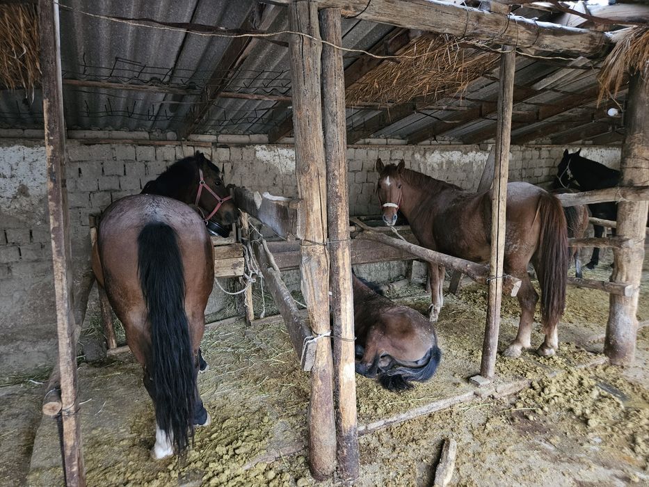 Саумал, Кымыз, Құрт бар.