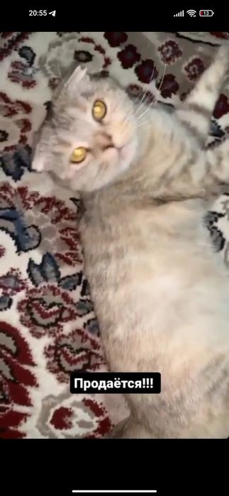 Кошка вислоухий  ( девушка)