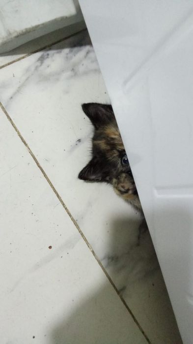 Кошечка бесплатно