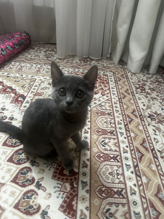 Отдам даром котенка в добрые руки