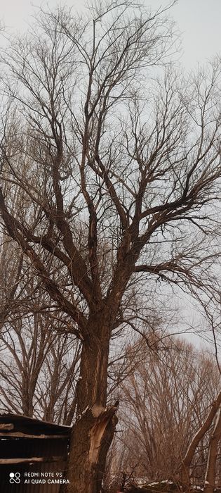 Дрова  отын агаш