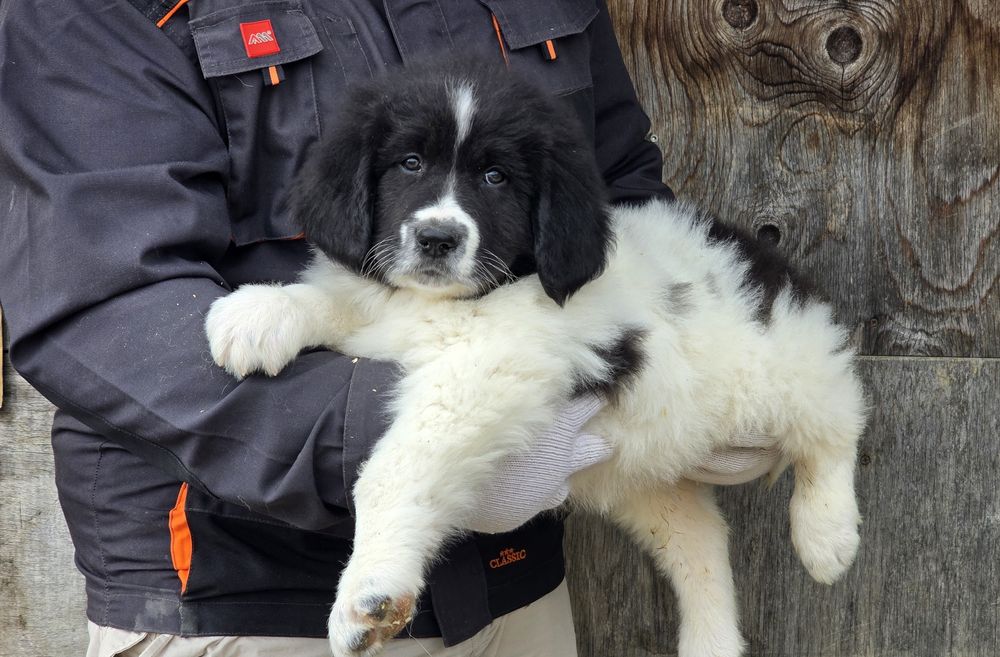 Mascul ciobănesc romanesc de Bucovina