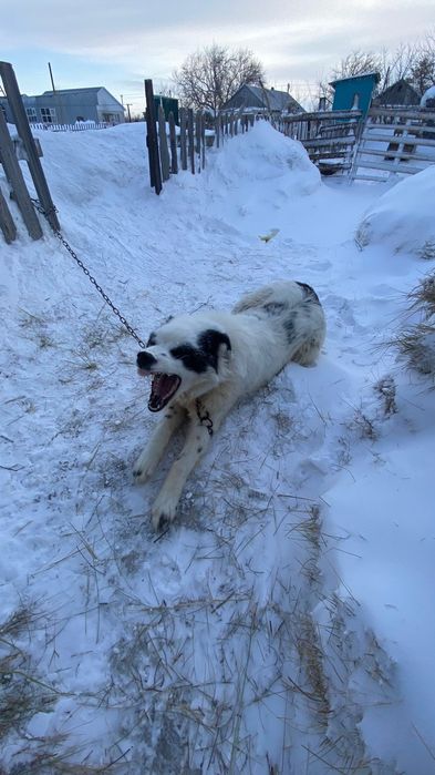 Тобет кушик сатылады 7 айлык арлан