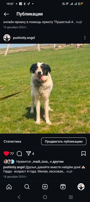 Преданные собачки ищут дом