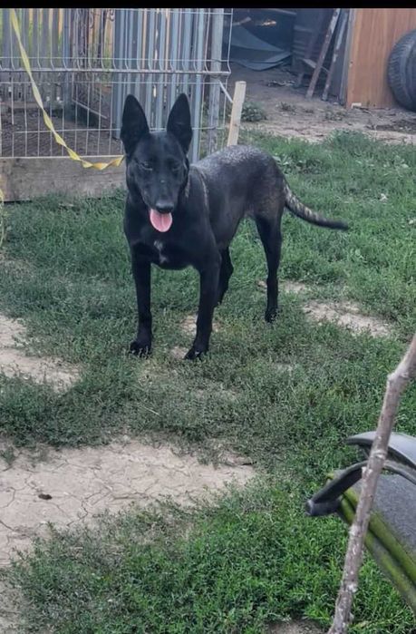 Femela malinois belgian