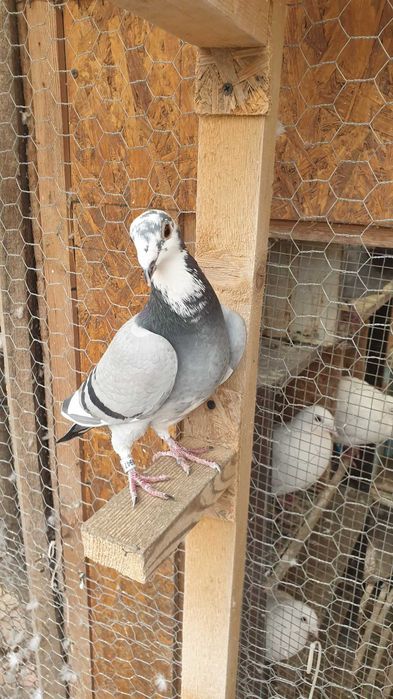 Ocazie! Vand 4 femele voiajor sport, sanatoase, ingrijite!