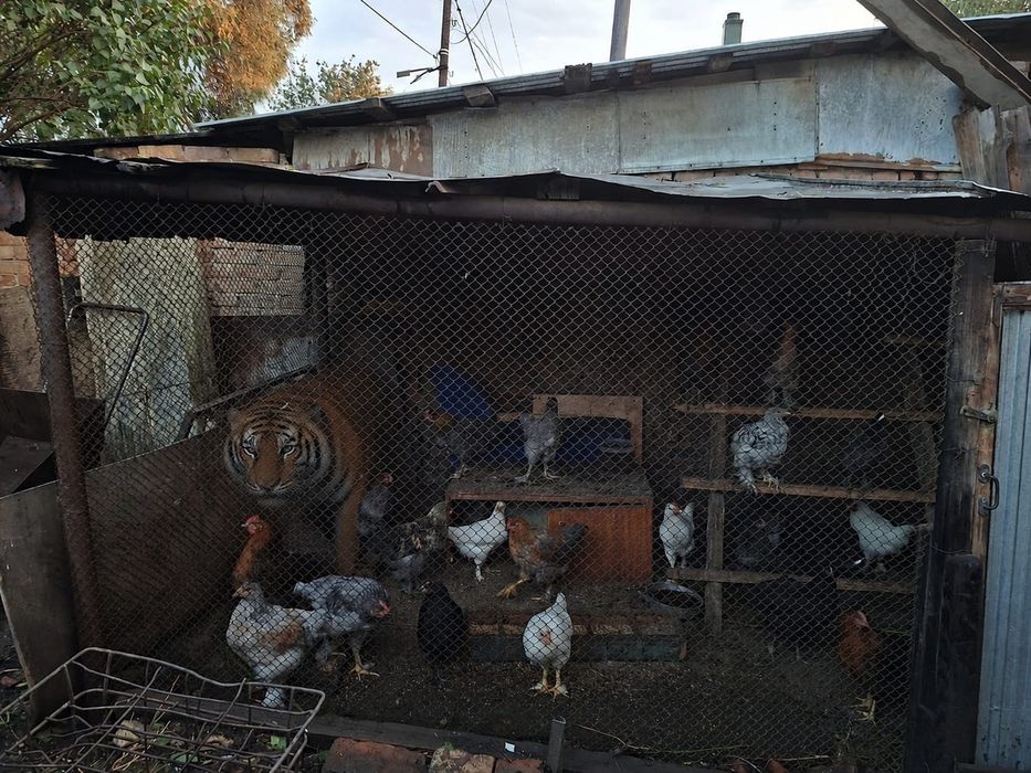 Продам цыплят 3 месяца