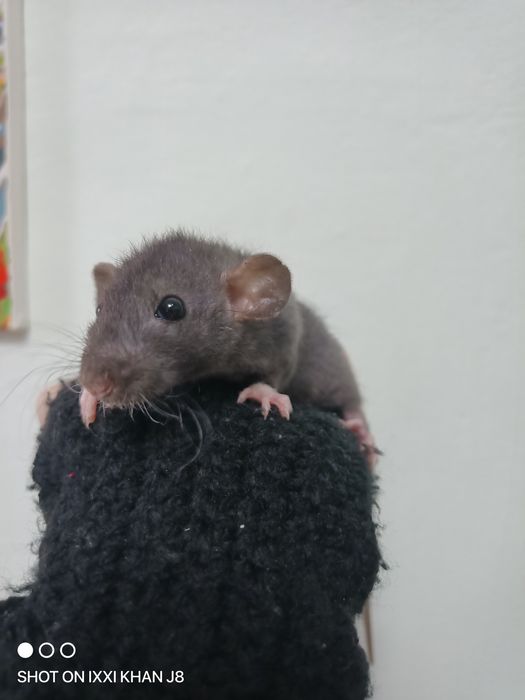 Декоративные крысы