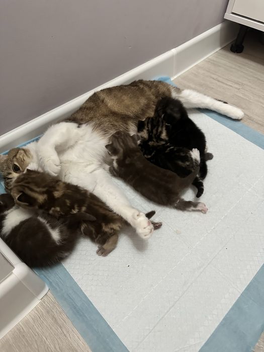 Шотландские котяты