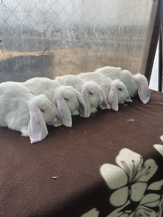 Iepuri berbec german