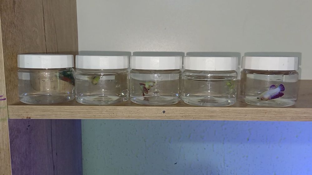 Петушок [BETTA FISH]