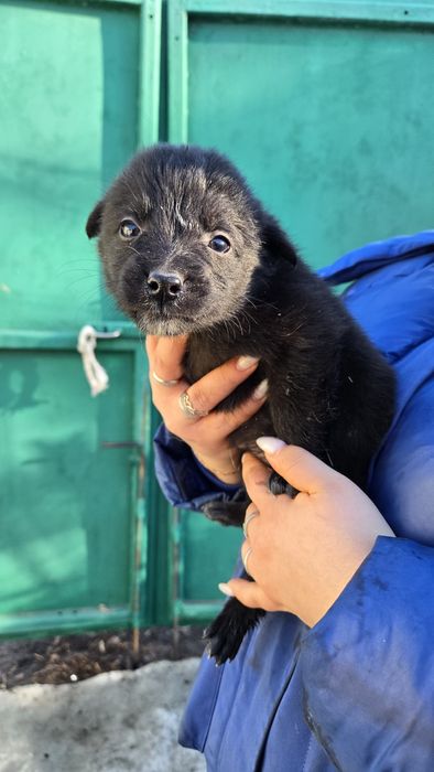 Отдам даром. Есть 8 щенят.