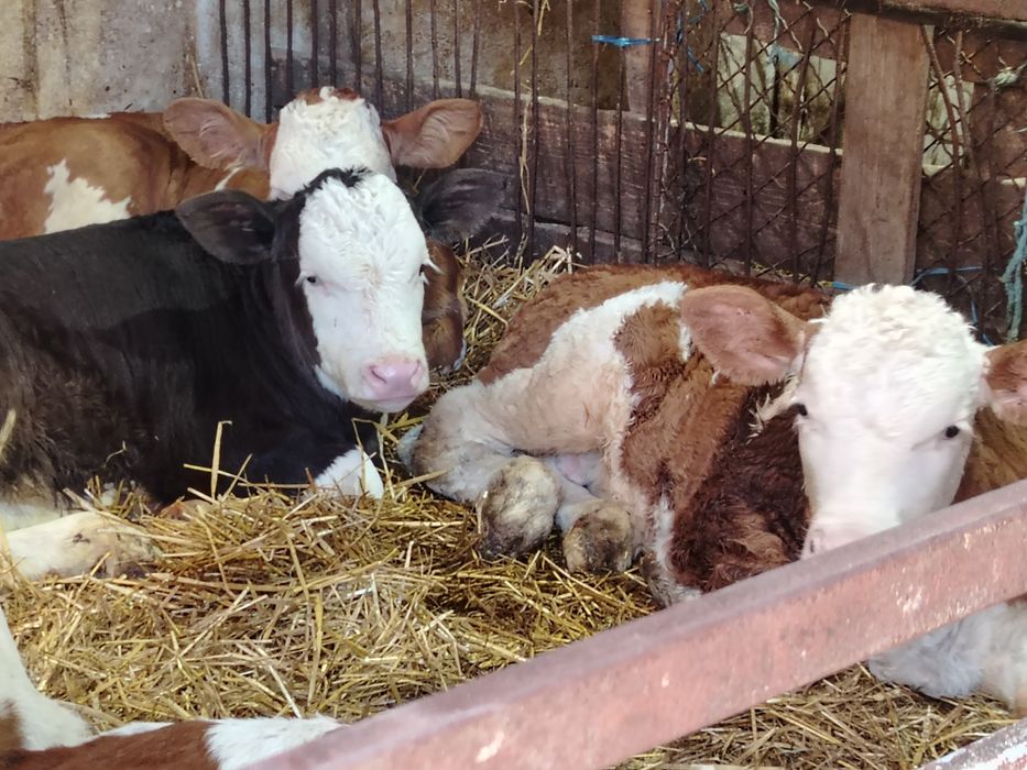 Taurasi înțărcat și de lapte