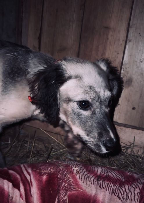 Ургашы тазы кушик сатылады