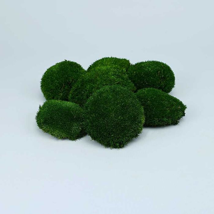 Muschi plat calitate Premium