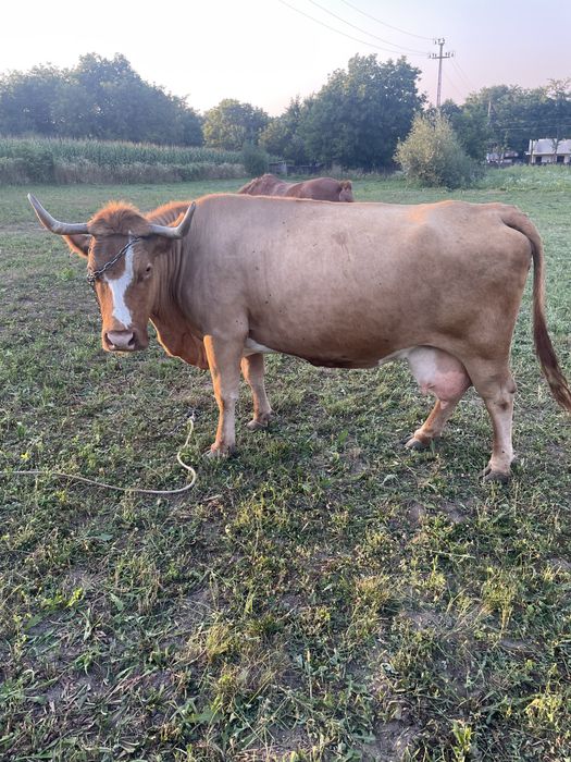 Vand vaca, Bălțată românească,120milioane.