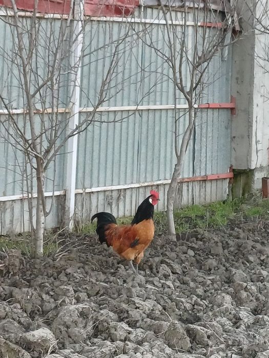 Vând oua de incubat de la găinile din poza