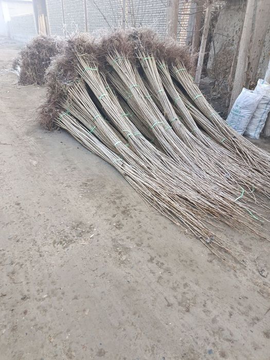 Dexqondan Terak koʻchatlari sotuv va ekishga tayyor dastavka vodiyga