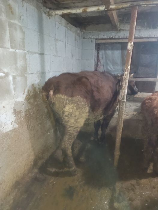 Продам тёлочку.на откорме