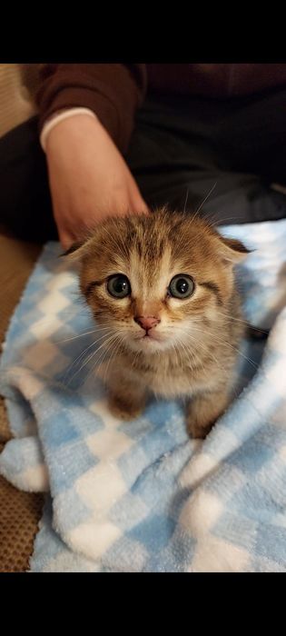 Продаем кошку породистую