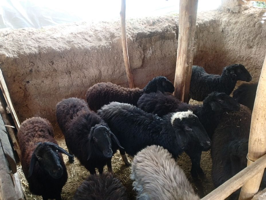 Boʻgʻoz qoʻylar bor ichida qochmiy qoganlariyam bor