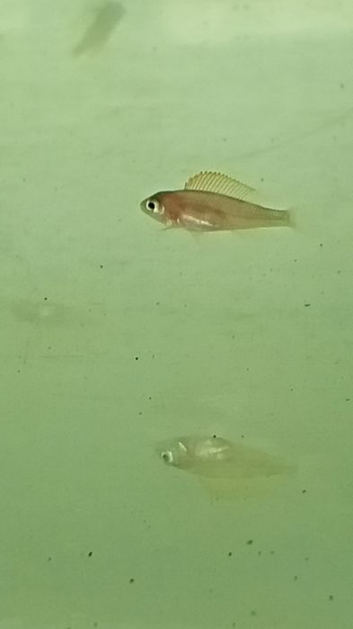 Мальки неолампрологус крапчатохвостый