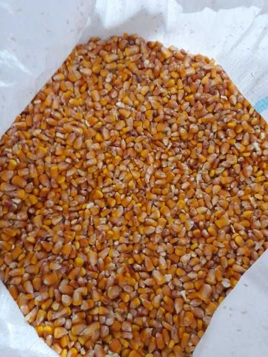 Lucerna granulata, grau, orz, porumb, sroturi floare/soia, uruiala