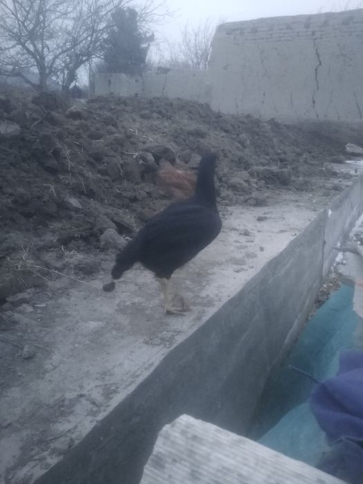 Dakan joʻjalar sotiladi