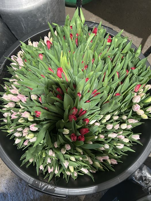 Голландские , Местные , Тепличные тюльпаны