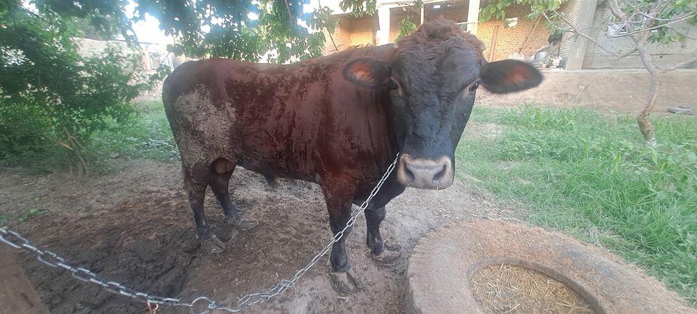 Пародный кал шох зотлардан