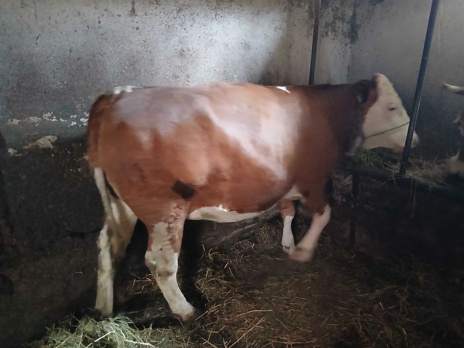 Vaci  de vanzare gestante si cu lape