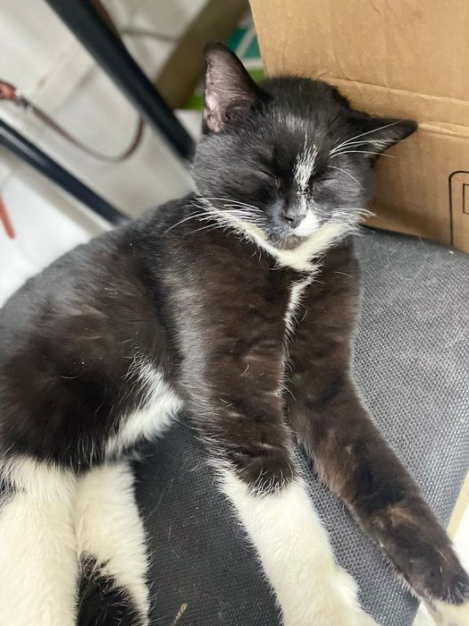 Отдам даром котёнка (кот)