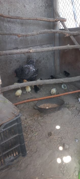 Цыплята с квочкой