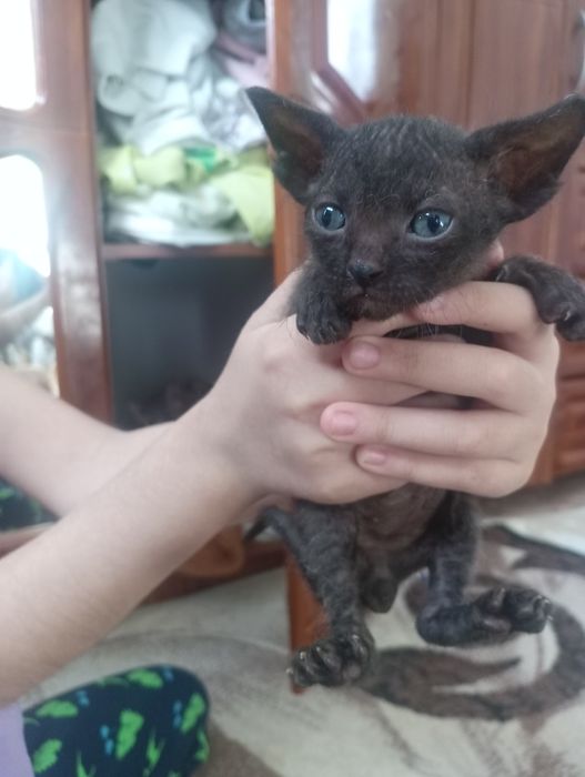 Отдам котят в добрые руки