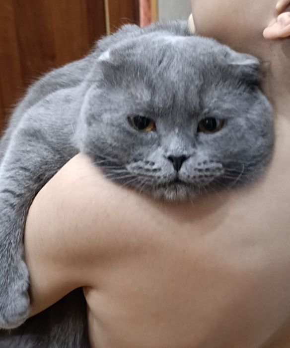 Кот для вязки британец