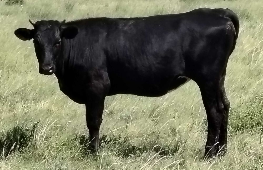 Телка крупная 600 000