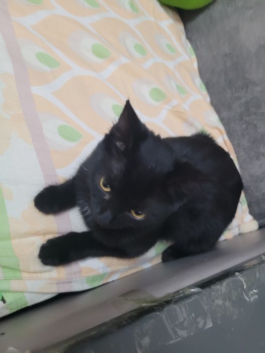 Котенок в добрые руки