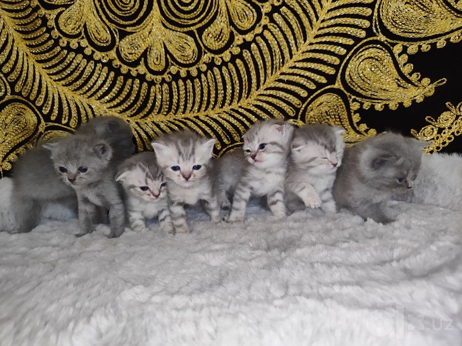 Продаются британский шотландский