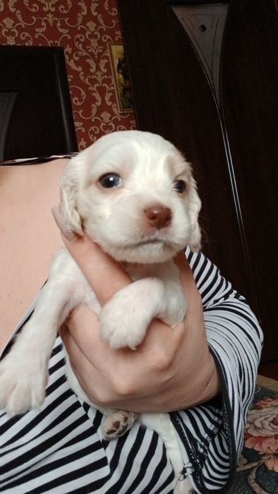 Щенки русский спаниель