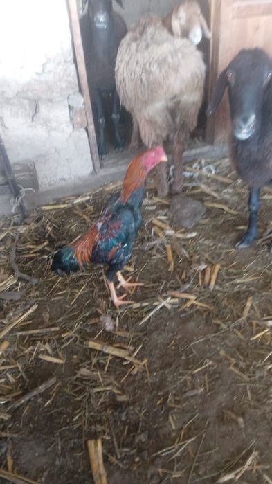 Дакан мошный зат