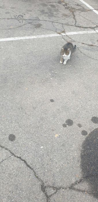 Бездомничета в търсене на дом