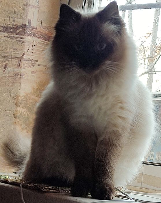 Продаются котята  Балинезийской кошки