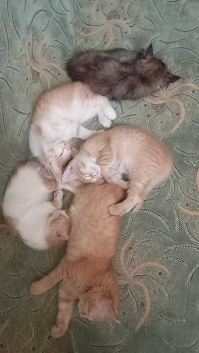 Отдам котят в хорошие руки