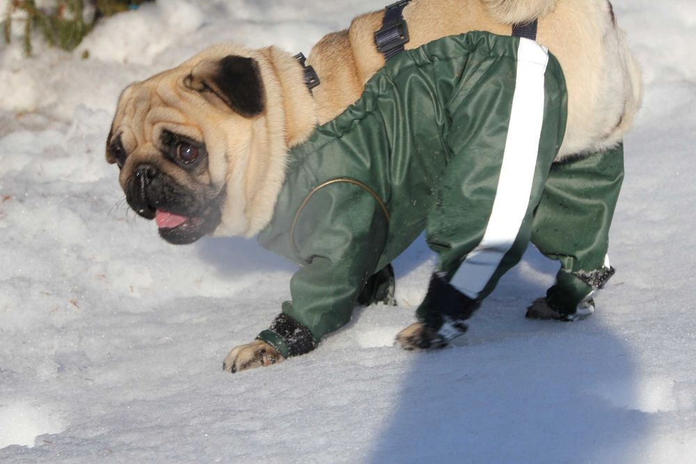 Salopeta catei de Talie Mica Noua