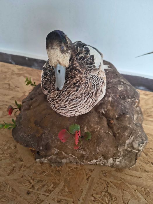 Rățoi împăiat montat pe un suport decorativ