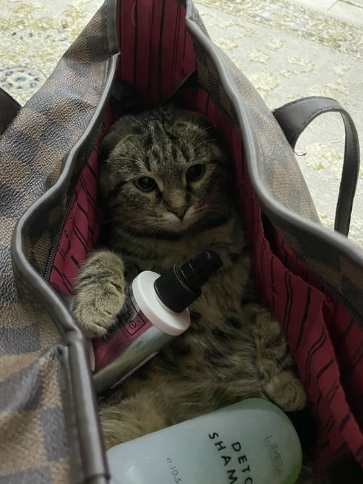 Кошка с котятами