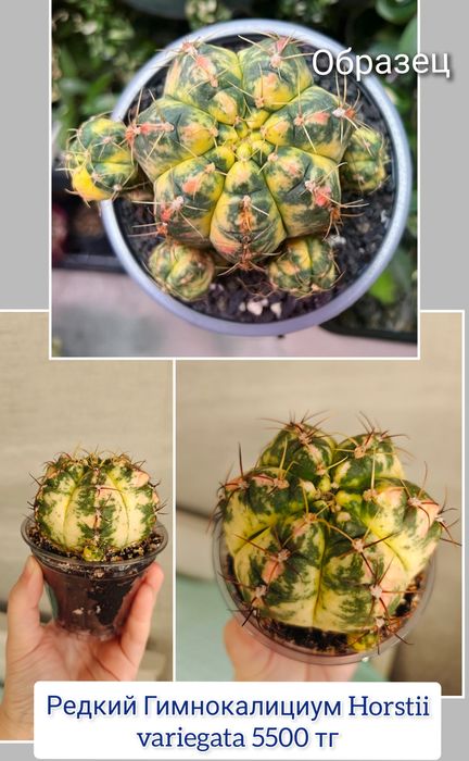 Эпипремнум церопегия комнатные цветы