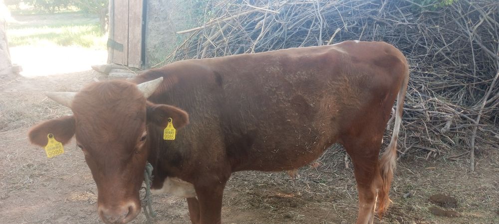 22 milyona sotiladi qishloq moli