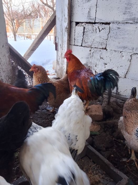 Продаются петухи